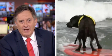 BBC News presenter fails to show necessary respect when reporting on dog surfing competition