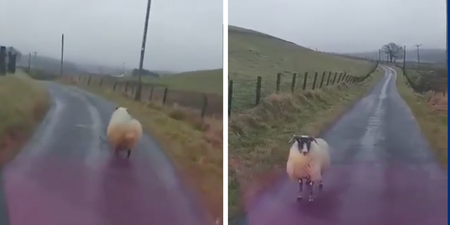 Please, enjoy this angry Scotsman swearing at a road-blocking sheep on a country road