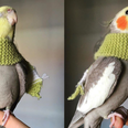 Stop whatever bullshit you’re doing and look at these pictures of a bird wearing a scarf