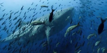 The first trailer for Blue Planet II has arrived and it’s absolutely breathtaking