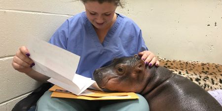 Excuse me there is a baby hippo at Cincinnati Zoo called Fiona and she is precious