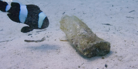 The Blue Planet team picked up every bit of plastic they came across while making the show