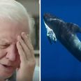 Blue Planet II absolutely broke the nation’s heart with one harrowing but important scene