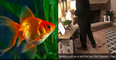 Man holds full funeral after his two pet goldfish die