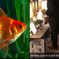 Man holds full funeral after his two pet goldfish die