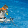 Excuse me, there is a water-skiing squirrel in Toronto and her name is Twiggy