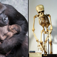 Renowned scientist says human-chimpanzee hybrid has been born in experiment
