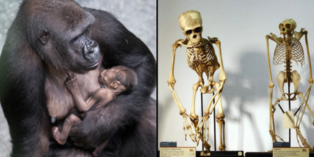 Скрещивание людей дети. Гибрид шимпанзе и гориллы. Оливер-гибрид человека и шимпанзе.