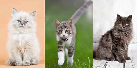 Quiz: Can you guess these cats’ names just by looking at them?