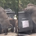 WATCH: Huge feral boar rummage through garbage in shocking video