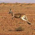 Kangaroo breaks hunter’s jaw as he was trying to kill the animals for food