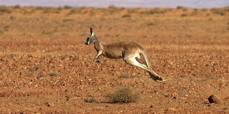 Kangaroo breaks hunter’s jaw as he was trying to kill the animals for food