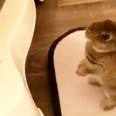 Just a video of a cute rabbit trying to jump into the bath with his owner