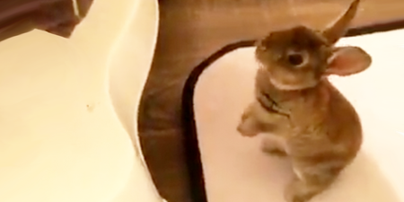 Just a video of a cute rabbit trying to jump into the bath with his owner