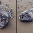 Huge ‘monster’ sea creature washes up on beach