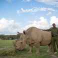 The world’s last male northern white rhino has died