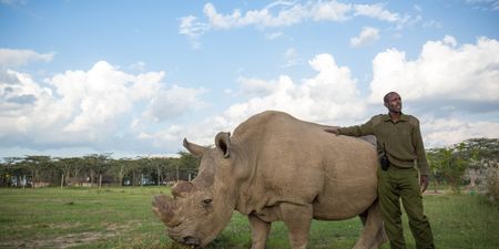 The world’s last male northern white rhino has died