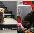 This cinema held a screening for dogs and it’s the best thing you’ll see all day