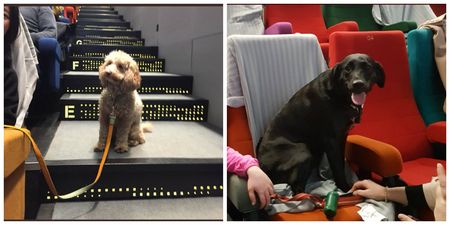 This cinema held a screening for dogs and it’s the best thing you’ll see all day