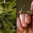 Cannabis found to help alcohol and cocaine addicts overcome cravings