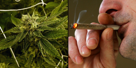 Cannabis found to help alcohol and cocaine addicts overcome cravings