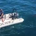 Great white shark interrupts police operation in Australia