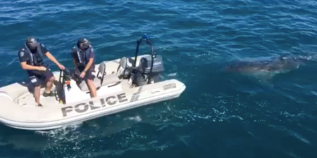 Great white shark interrupts police operation in Australia