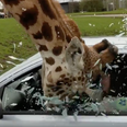 WATCH: Car window shatters on giraffe’s head during safari park incident