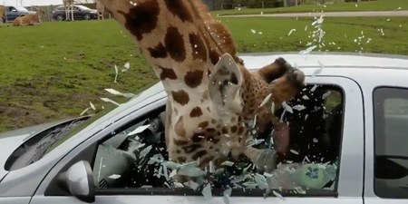 WATCH: Car window shatters on giraffe’s head during safari park incident