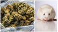 Eight police officers dismissed after claiming mice ate missing half ton of marijuana