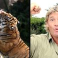Steve Irwin’s son appeared on a US talk show and he’s exactly like his father