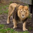 Lions, tigers, a jaguar and a bear escape German zoo
