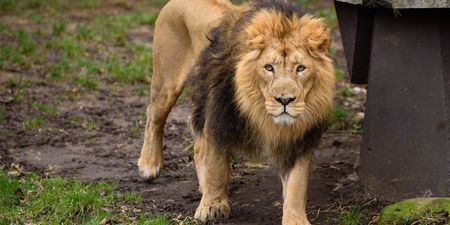 Lions, tigers, a jaguar and a bear escape German zoo