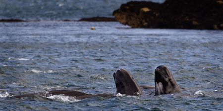 Pilot whale dies after eating 80 plastic bags in the ocean