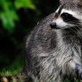 Daredevil racoon scales 23 storey building, becomes internet superstar