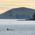 Killer whale and large shark both sighted off Devon coast