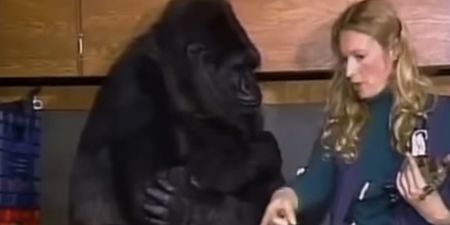Koko the gorilla has died, aged 46