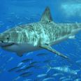 Giant Great White Shark spot in waters near Majorca