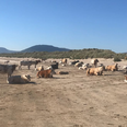 The weather is so warm that there are even cows sunbathing on a beach in Ireland