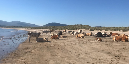 The weather is so warm that there are even cows sunbathing on a beach in Ireland
