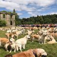 361 Golden Retrievers had a meet up in Scotland and the pictures will brighten your Friday