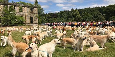 361 Golden Retrievers had a meet up in Scotland and the pictures will brighten your Friday