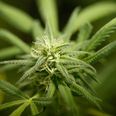 Medical cannabis to be available on prescription in United Kingdom
