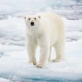 Polar bear shot dead after attacking cruise ship guard in the North Pole