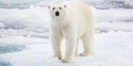 Polar bear shot dead after attacking cruise ship guard in the North Pole