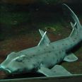 Shark stolen from aquarium after being disguised as a baby in a pram
