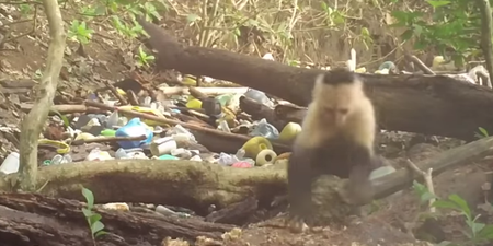 A group of monkeys just entered the stone age in Panama