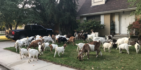 100 goats have taken over a neighbourhood in America and nobody knows what is going on