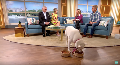 Woman shocked as her ‘vegetarian’ dog is actually not, in fact, vegetarian