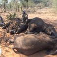Bodies of 87 elephants found in Botswana after being poached for tusks